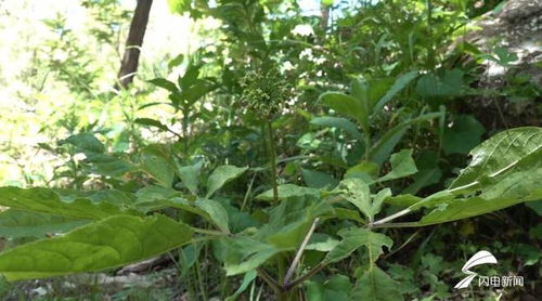 濰坊人參生態種植蓬勃發展，產品創新助力中醫藥產業升級