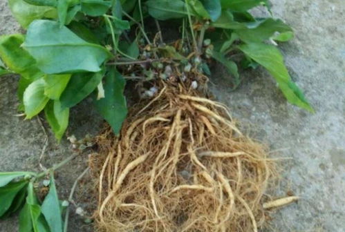 四葉參 市場價值高昂，農民種植意愿為何低迷？