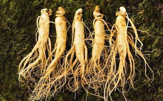 盤點中華九大仙草 還魂草上榜，慈禧太后長壽秘訣的黑參