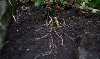 種植人參，做好這五步，可保證高產優質黑參產品