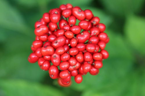 人參果不是人參的果實，別再傻傻分不清楚啦！