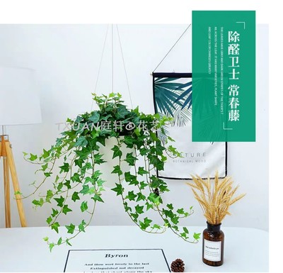 佛山禪城植物擺租與花藝工程的雙重樂章 打造會呼吸的商務(wù)空間
